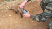Kafasını Kavanoza Sıkıştıran Tilkiye Yardım Etmek