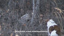 Köpek İle Ayı Karşılaşırsa