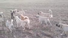 Halı Saha Maçı Gibi Köpek Dövüşü