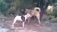 Pitbull Kangal Dövüşü