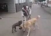Pitbull vs Kangal Dövüşü (2017)