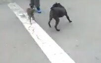Pitbull'a Kafa Tutan Kedi