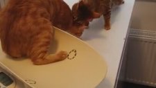 Arkadaşını Veterinere Vermeyen Kahraman Kedi