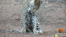 Kirpiye Saldırdığına Pişman Olan Leopar