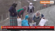 Muşlu Kadınlar Havaların Isınmasıyla 'Güllük' Toplamaya Başladı