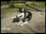 sibirya kurdu,husky,siberianhusky