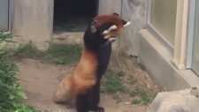 Küçücük Böcek Gören Rakunun Kafayı Sıyırması