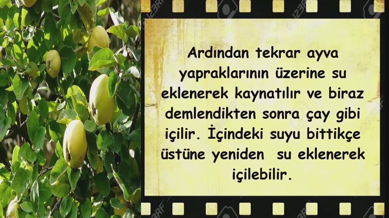 Ayvanın Faydaları Nelerdir Ayvanın Faydaları Nelerdir