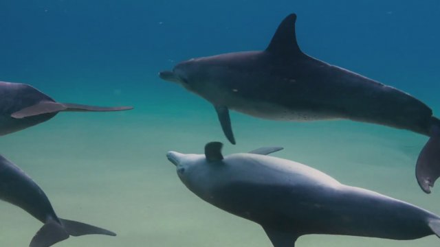 Disneynature's Dolphins (2018) Fragman
