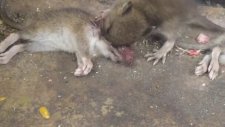 Öldürdüğü Cinsini Zombi Gibi Yiyen Fare