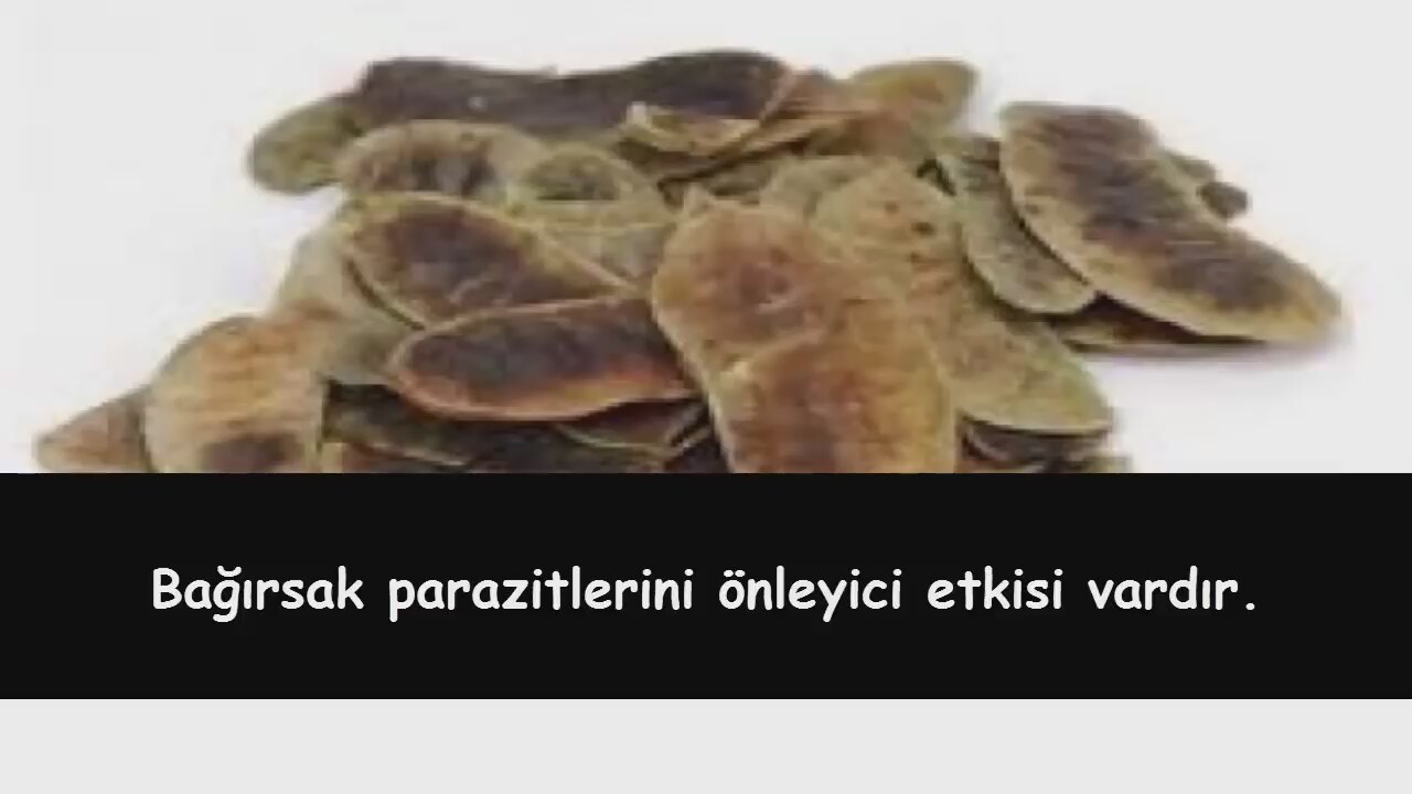 Açlık Otu Zayıflatır mı Açlık Otu Zayıflatır mı