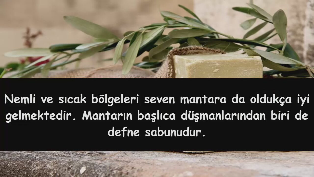 Defne sabunu faydaları Defne sabunu faydaları