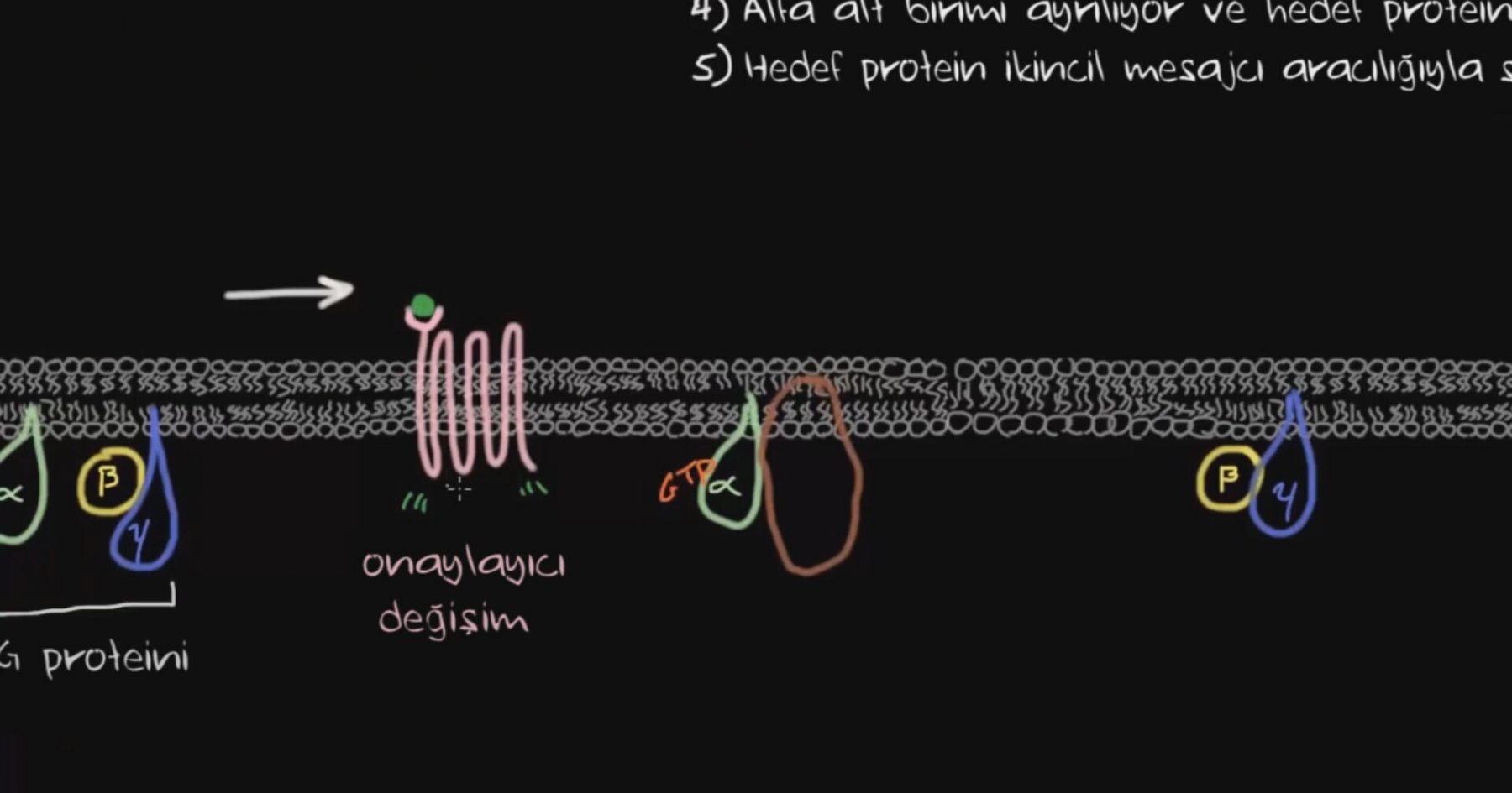 G proteini Bağlı Reseptörler Khan Academy Türkçe