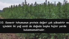 Yasaklanan Kenevir Hakkında 16 Çok İlginç Bilgi