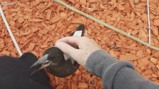 Saksağanın İnanılmaz Dostluğu