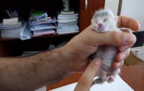 Şırıngayla Yavru Kedi Besleme
