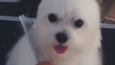 Bir Fok Bir Köpek