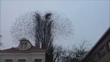 Kuş Sürüsünün Muhteşem Şovu