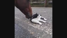 Ata Kendini Sevidirip Mayışan Kedi