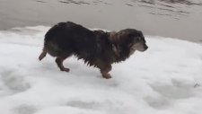 Buz Kütlesi Üzerinde Sürüklenen Köpeğin Kurtarılması