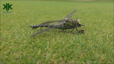 Helikopterin İlham Kaynağı Yusufçuk