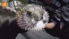 Balon Balığı