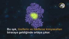 Kardinal Balığı ve Ostrakodlar - A9 Tv