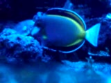 powder brown tang
