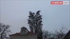 Kuş Sürüsünün Oluşturduğu Büyüleyici An Kameraya Böyle Yansıdı