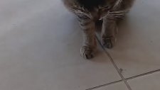 Stres Çarkı Kediyi Kendinden Aldı :))
