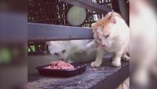 Yemeğini Paylaşmak İstemeyen Açgözlü Kedi