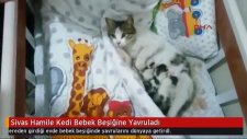 Sivas'ta Hamile Kedi Bebek Beşiğine Yavruladı