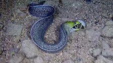 Yılan Balığını Tuzağa Düşüren Balon Balığı