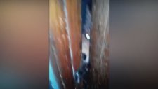 Kanlı Vücuduyla İnsanı Ürküten Zombi Tilki