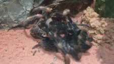 Tarantulanın Deri Değiştirme Görüntüleri