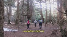 Ormanda Tuzağa Yakalanan AYI