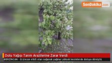 Dolu Yağışı Tarım Arazilerine Zarar Verdi