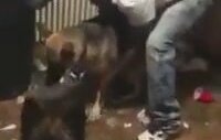 Neye Uğradını Şaşıran Alman Çoban Köpekleri