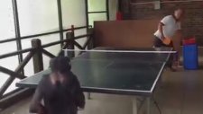 Masa Tenisi Oynayan Maymun