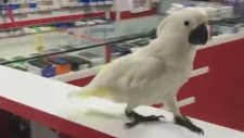 Herkesi Şikayet Eden Papağan