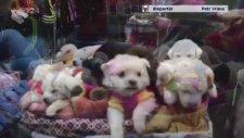 Oyuncak Gibi Sepette Satılan Yavru Köpekler