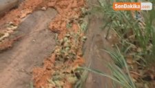 Sağanak Yağışla Gelen Sel Çilek Seralarına Zarar Verdi