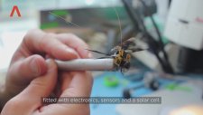 Uzaktan Yönetilen Cyborg Yusufçuk Teknolojisi