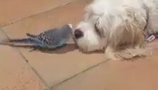 Köpeğe Konuşmayı Öğretmek İsteyen Muhabbet Kuşu