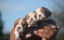 Safkan Cavalier King Charles Yavruları