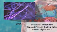 Vücudun Gizli Hazinesi; Dna