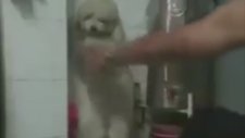 İki Ayak Üzerinde Duran Köpekler Nasıl Eğitiliyor?