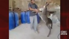 Suriyeli Gencin Sıpayla Dansı Sosyal Medyayı ikiye Böldü