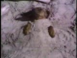 ölmüş numarası yapan köpek