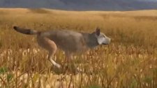 Çocuklara Kurt olmayı Öğreten Oyun Wolf Quest